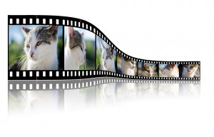 cat-254572_960_720